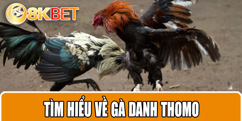Tìm hiểu về gà danh Thomo