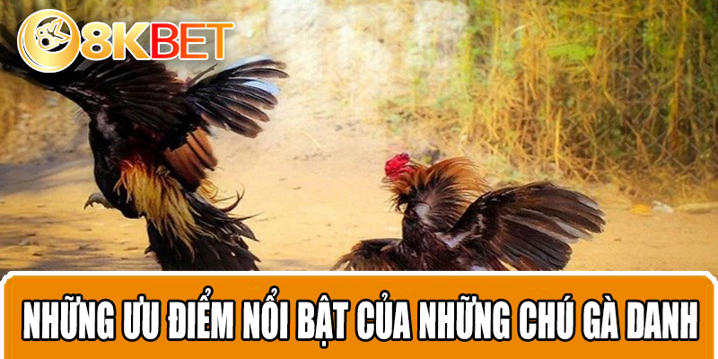 Những ưu điểm nổi bật của những chú gà danh Thomo