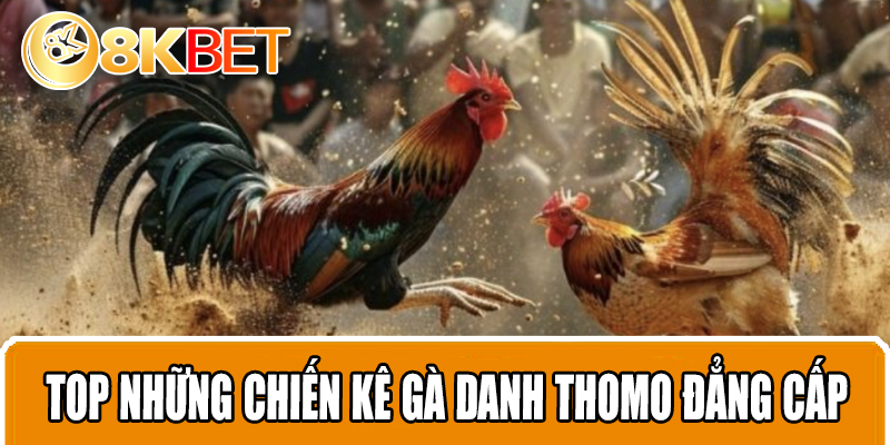 Top những chiến kê gà danh Thomo đẳng cấp nhất hệ mặt trời