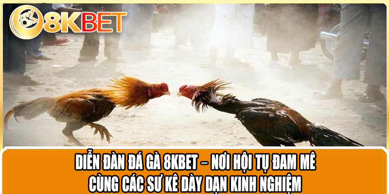Diễn đàn đá gà 8KBET – Nơi hội tụ đam mê cùng các sư kê dày dạn kinh nghiệm